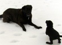 Old Dog-Young Pup's First Snow