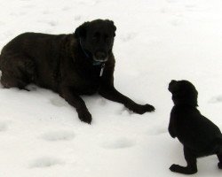 Old Dog-Young Pup's First Snow